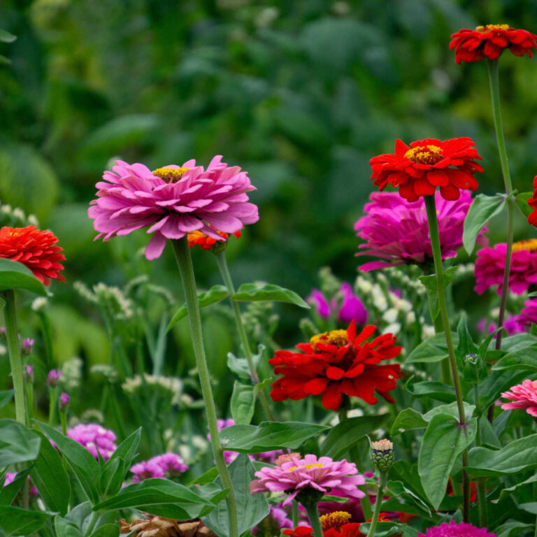 Pink and red zinnias blooming in a cottage garden border with companion plants creating a colorful summer flower display.