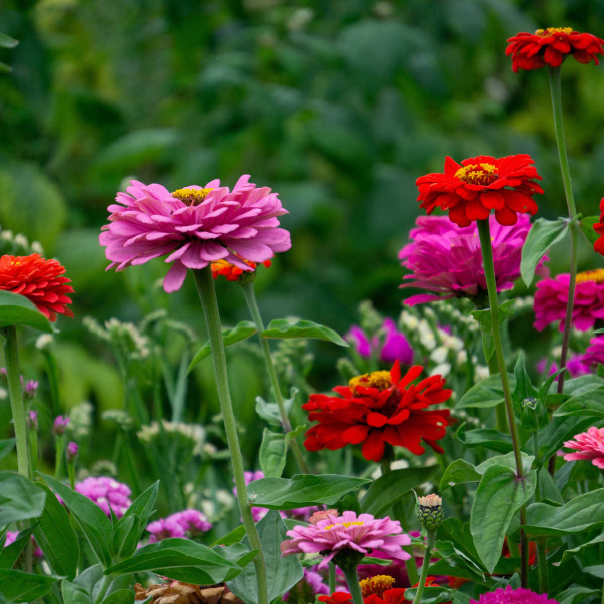 Pink and red zinnias blooming in a cottage garden border with companion plants creating a colorful summer flower display.