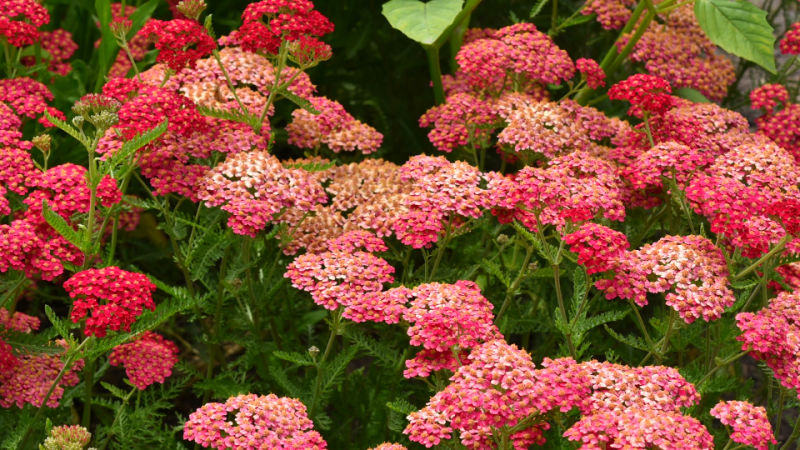 yarrow achillea, summer berries mix