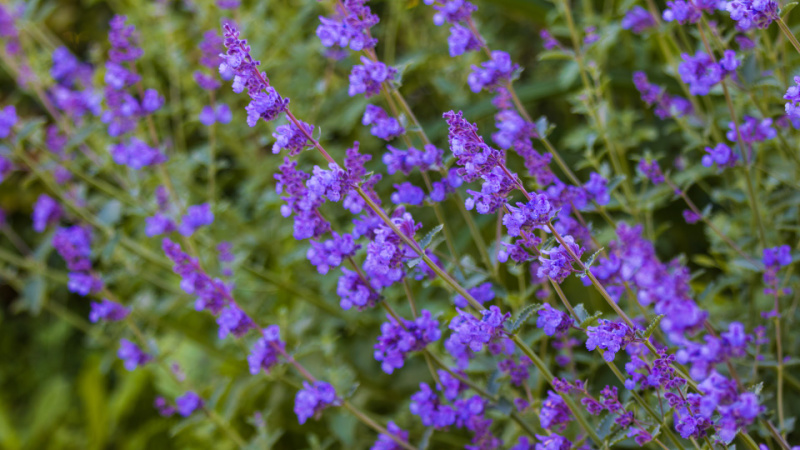 nepeta catmint in the garden
