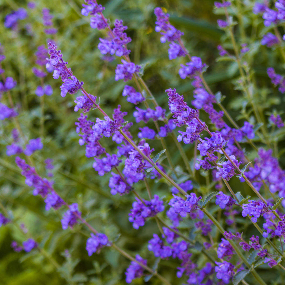 nepeta catmint close up to brilliat blue flowers