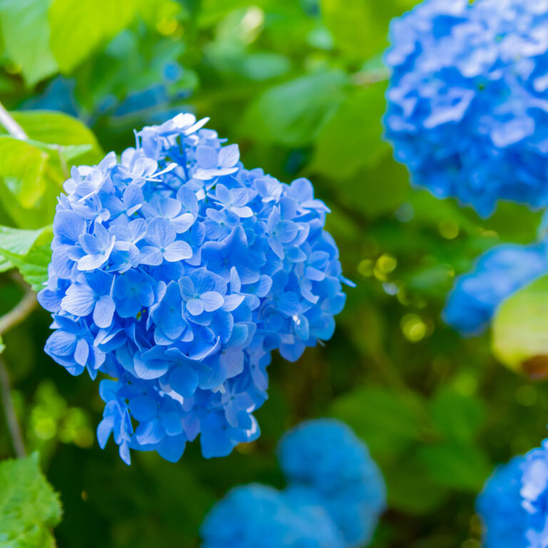 **Alt text:** Vibrant blue hydrangea flowers blooming among lush green leaves in a summer garden.