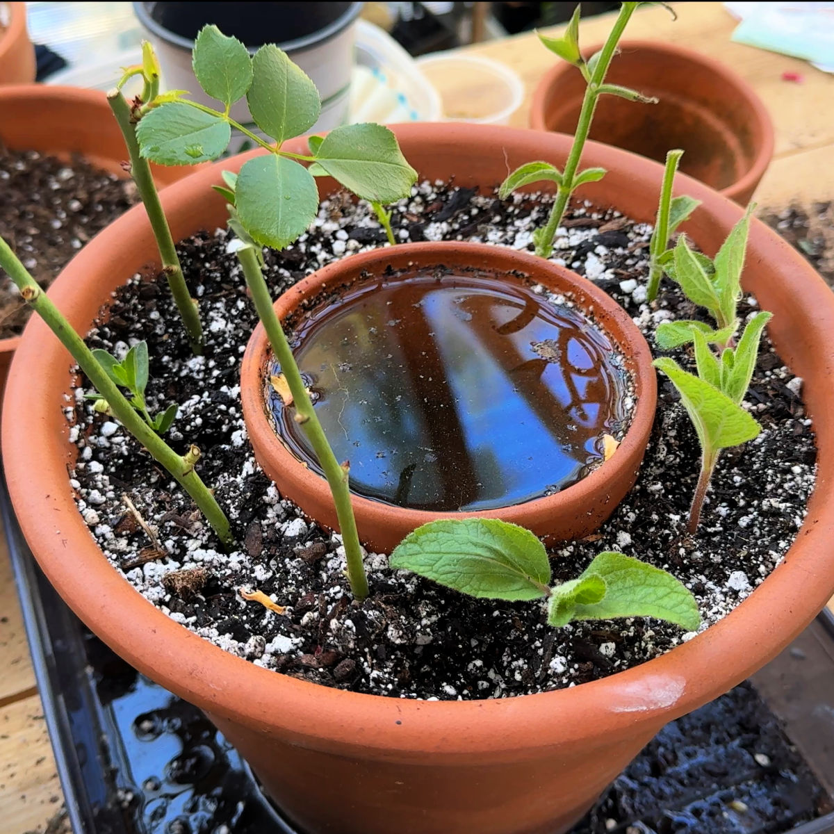 terra cotta pot inside another terra cotta pot with water, potting soil and rose cuttings