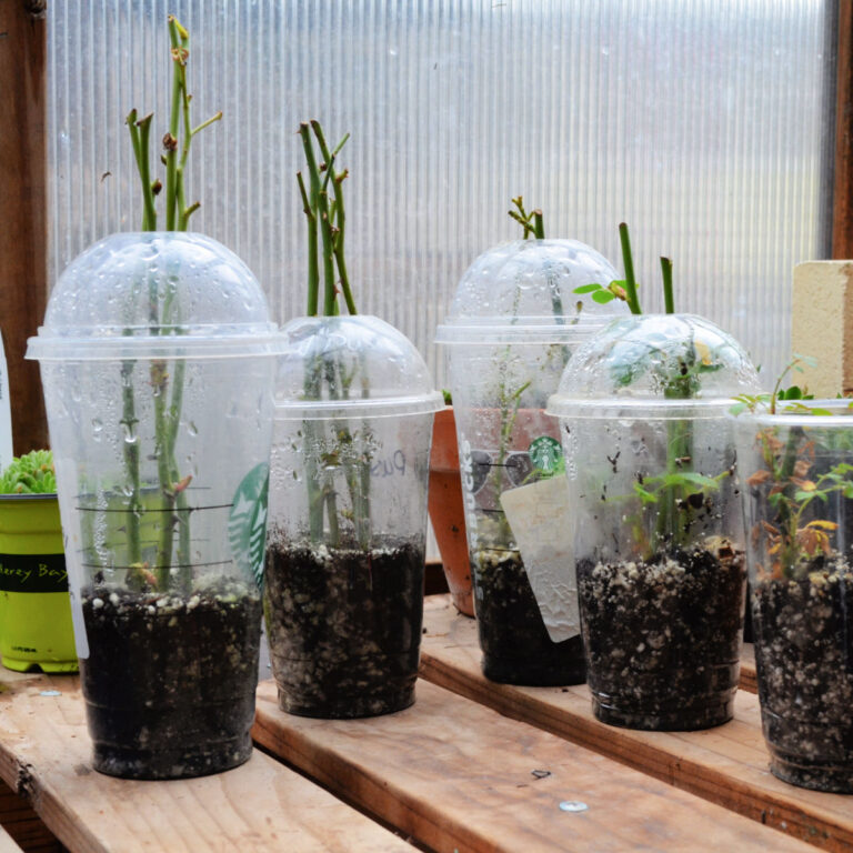 plastic cups on shelf with rose cuttings inside