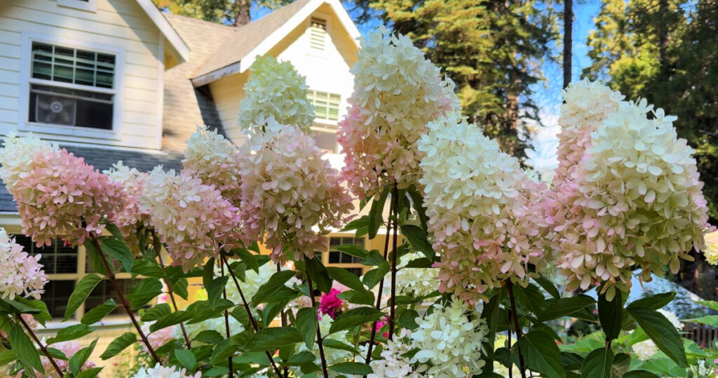 zinfin doll panicle hydrangea in full bloom, white flowers with a hint of pink