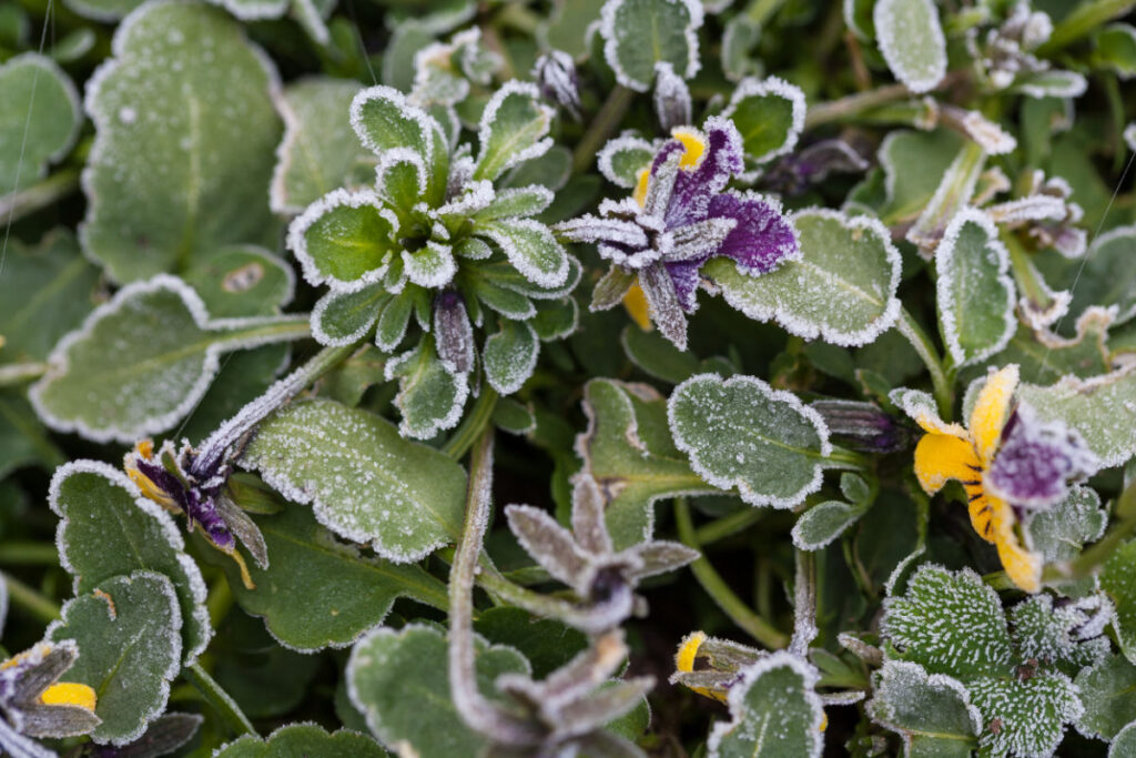 violas in the garden on a frosty day