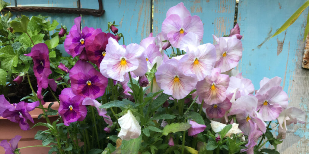 antique pink shades pansies with blue wood background