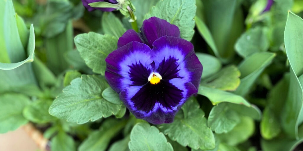 close up of a purple pansy with a dark blotch in center