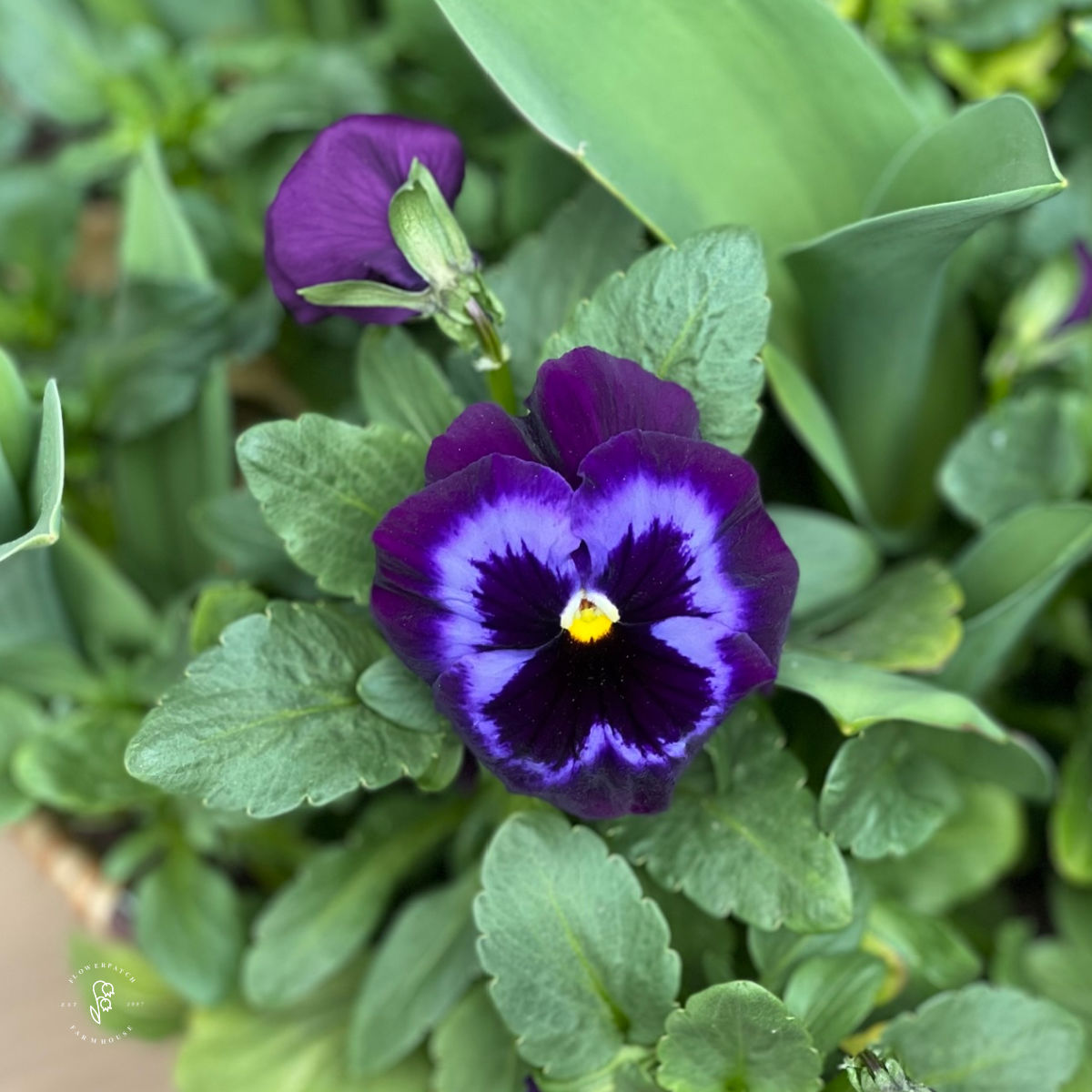 close up of a purple pansy with a dark blotch in center